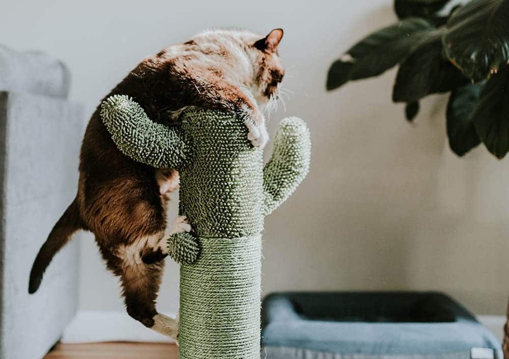 10 Best Eco-Friendly Cat Trees in 2026 — Reviews & Top Picks