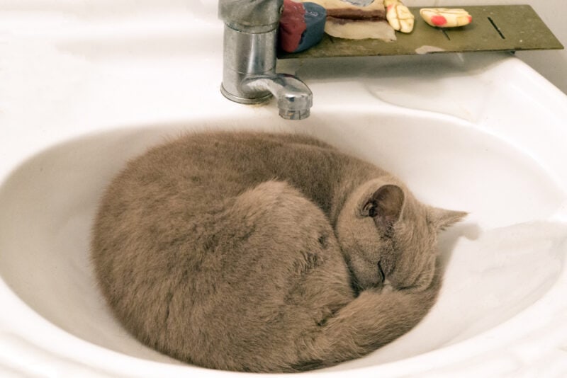 Why Do Cats Like to Sleep in Sinks? 5 Vet-Reviewed Reasons
