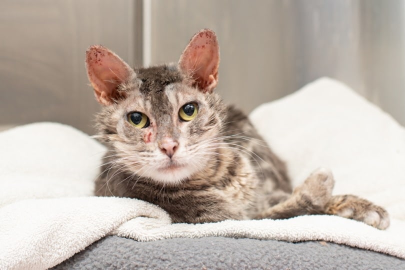 Cat Mange & Scabies: Our Vet Explains Causes, Symptoms & Treatments