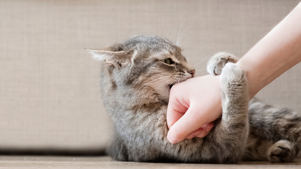 Grey kitten play biting owners hand