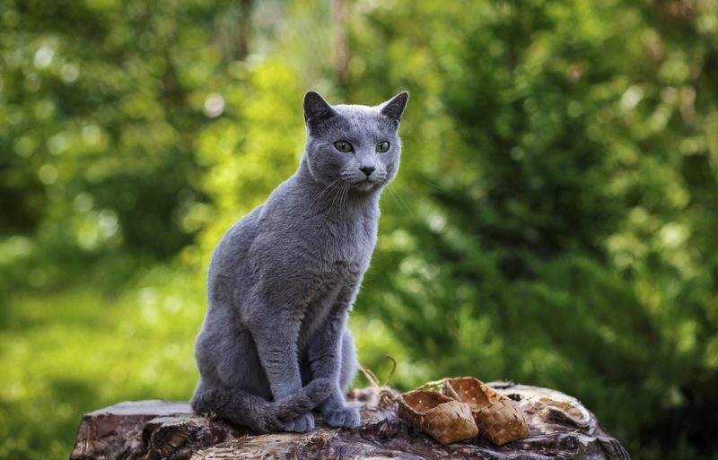 Grey little cat breed Russian Blue sitting on the rocks