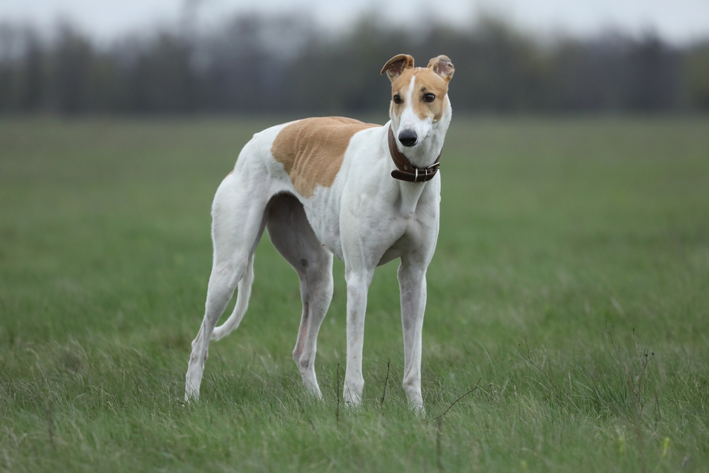 Greyhound dog on grass