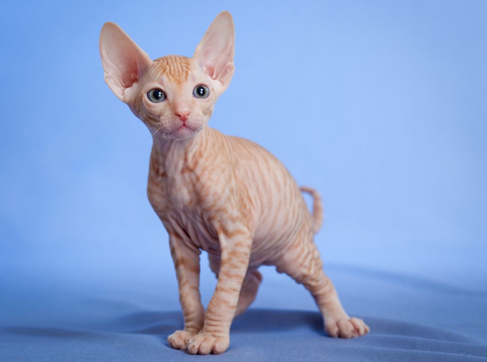 Hairless Sphynx tabby cat