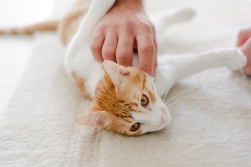 Lymph Node Enlargement (Lymphadenopathy) in Cats – Causes and Care Guide (Vet Answer)
