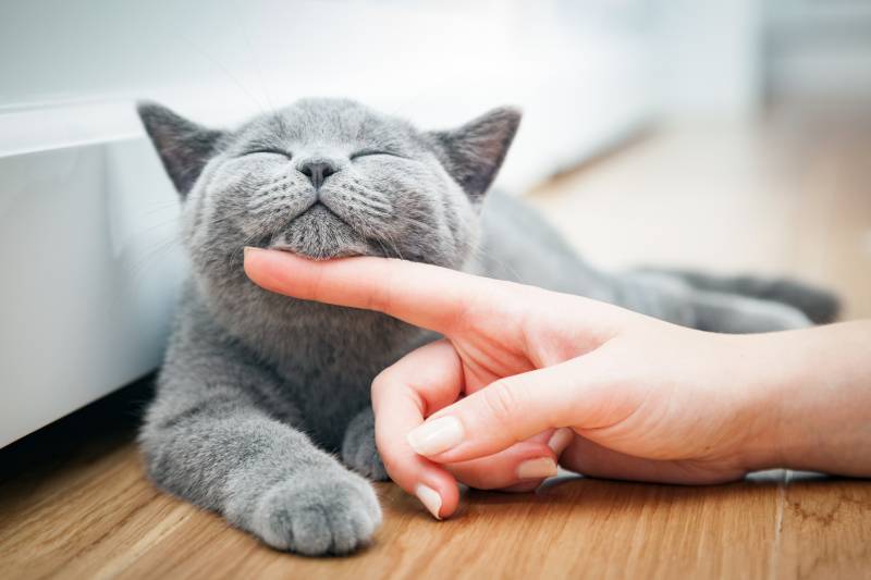 The Purr-suit of Happiness: A New Way to Measure Feline Quality of Life