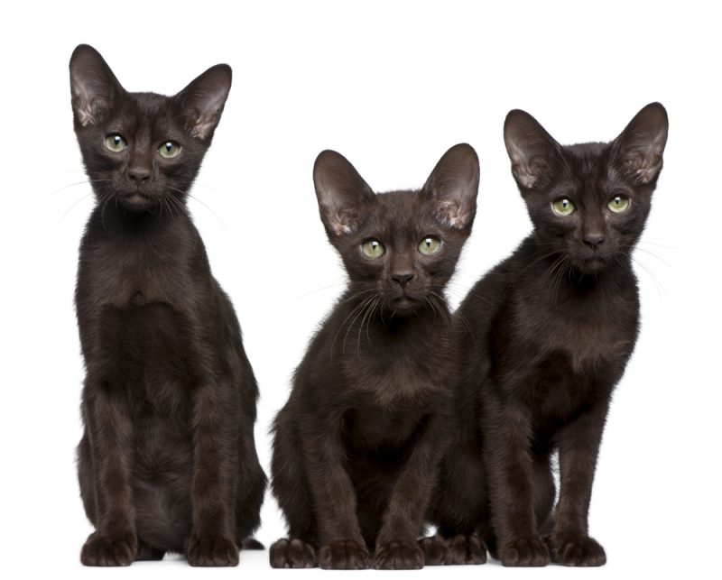 Havana Brown 15 week old kittens on a white background