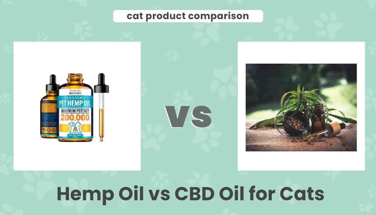 Hemp Oil vs CBD Oil for Cats: Is There a Difference? Our 2026 Vet-Reviewed Comparison