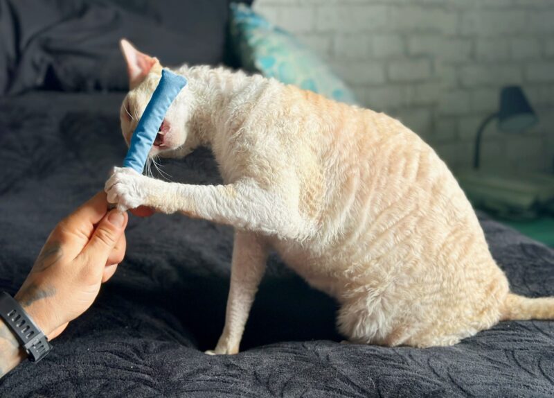 10 Best Chew Toys For Cats in 2026 – Reviews & Top Picks