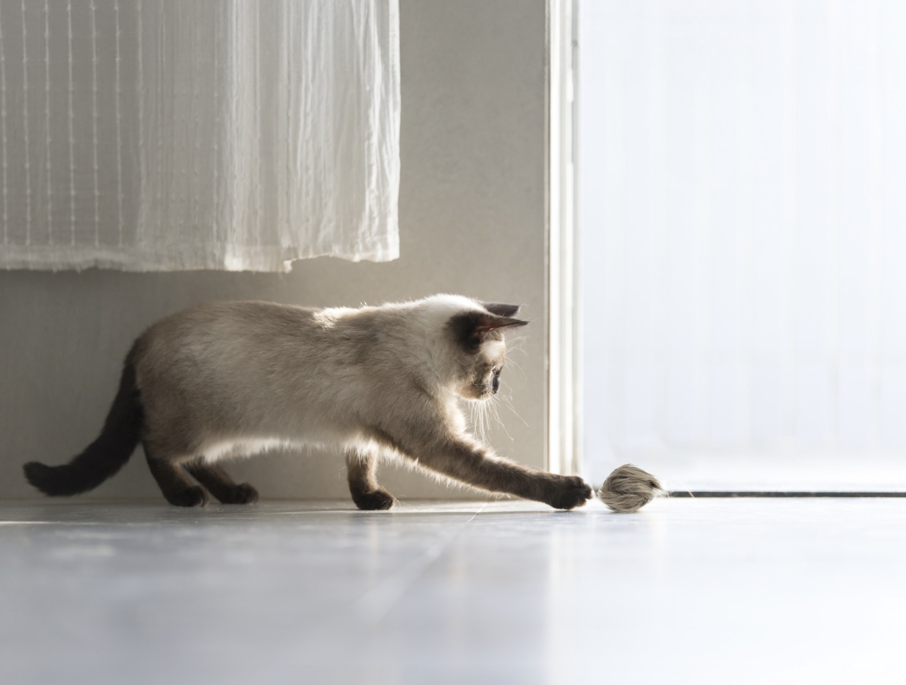 11 Best Toys for Active Cats in 2026 - Reviews and Top Picks