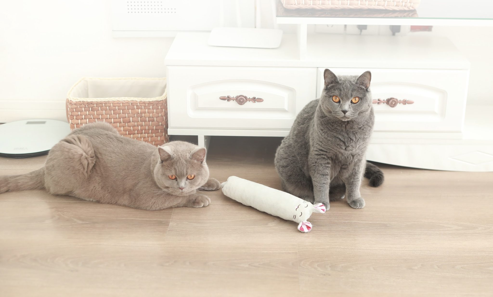 12 Best Cat Toys in 2026 – Reviews & Top Picks