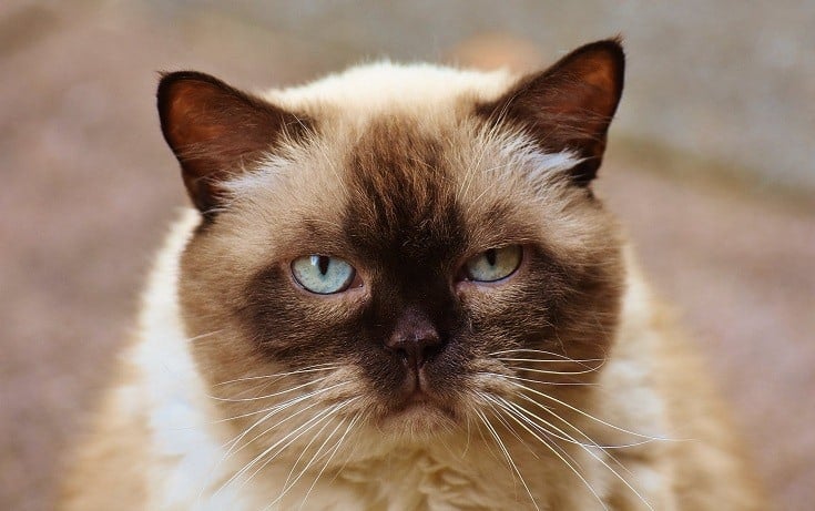 Do Cats Have Eyebrows? Vet-Verified Feline Anatomy Explained