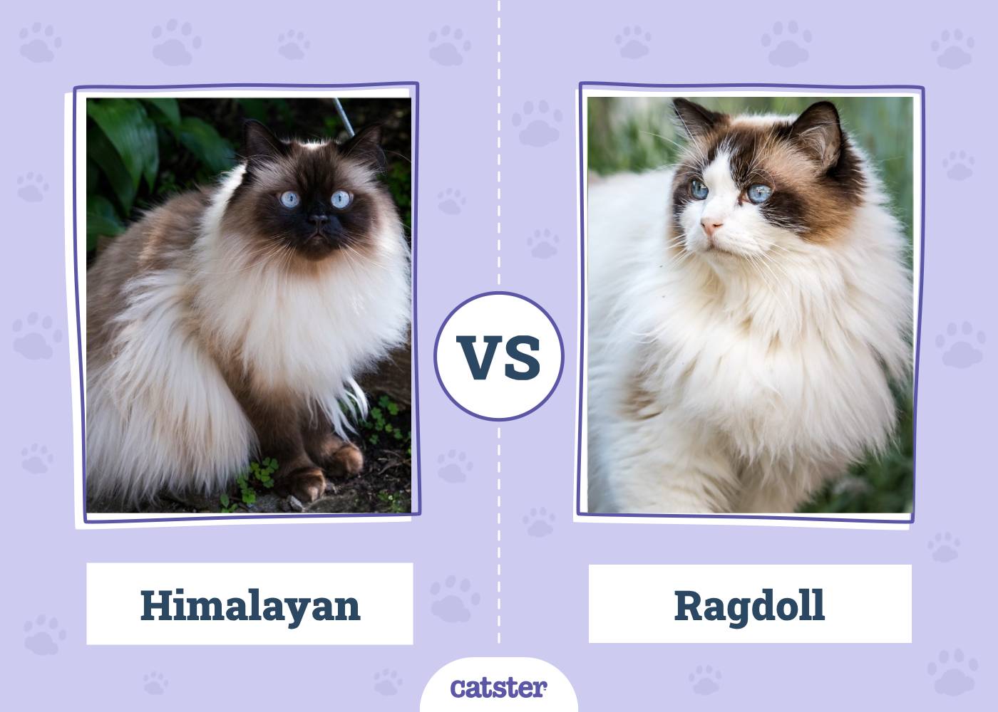 Himalayan VS Ragdoll