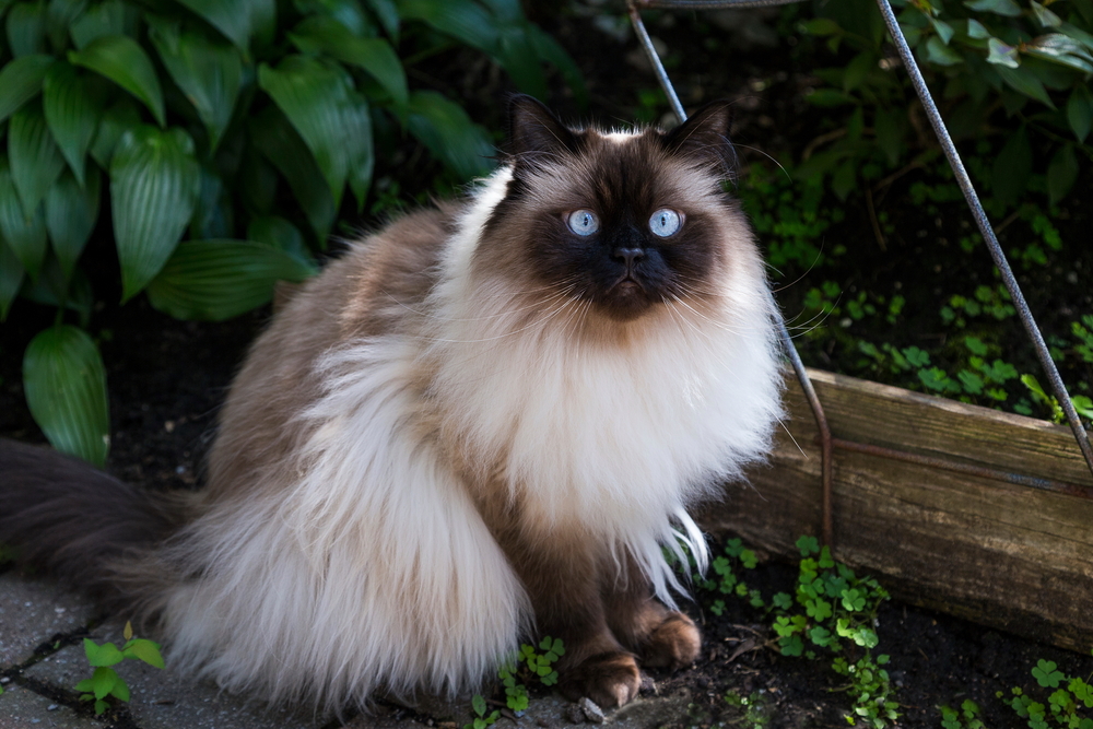 Himalayan Cat Breed: Info, Pictures, Temperament & More