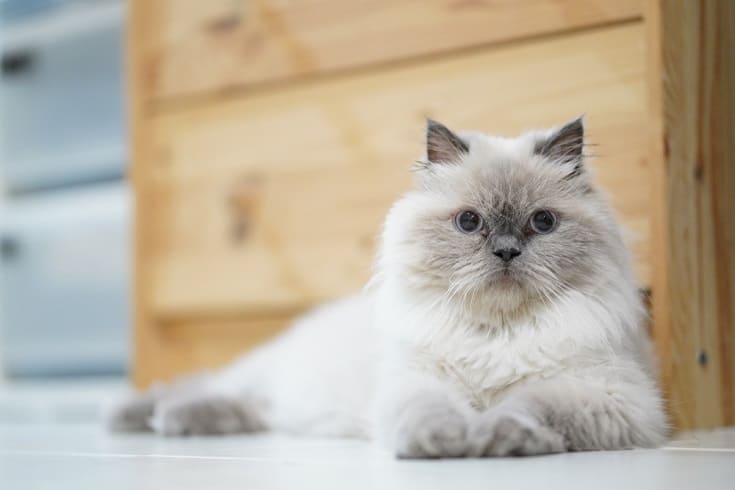 Are Himalayan Cats Hypoallergenic? Vet-Verified Breed Facts & Allergy Tips
