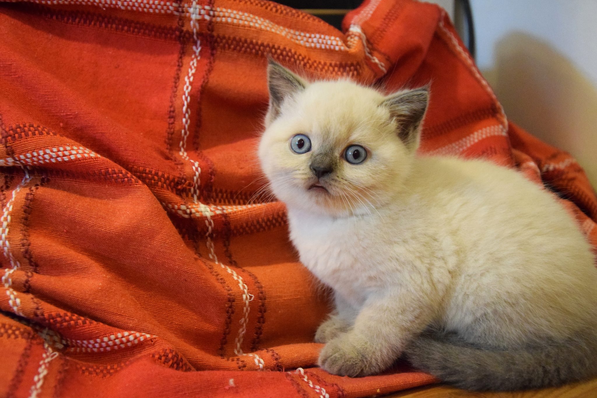 Himalayan kitten on a red blanket