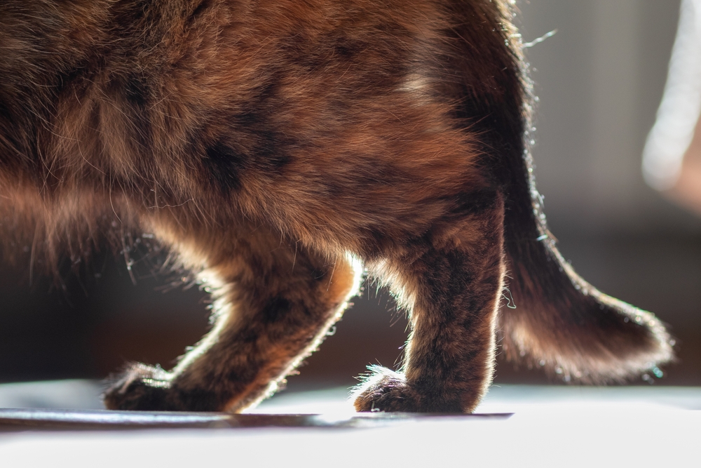 Hind legs of a domestic cat focus
