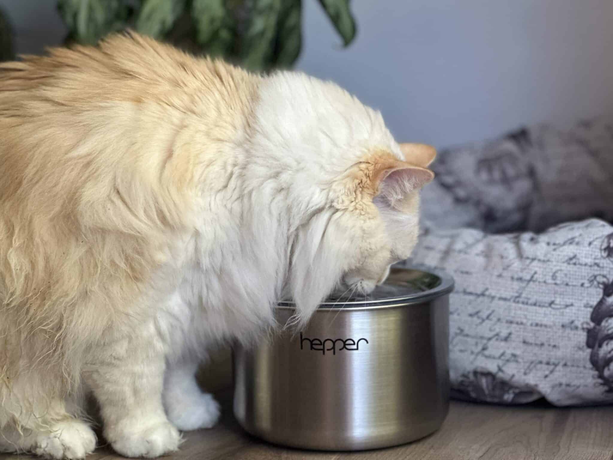 How Often Should You Change the Water in a Cat Water Fountain? Vet-Verified Facts & Care Tips