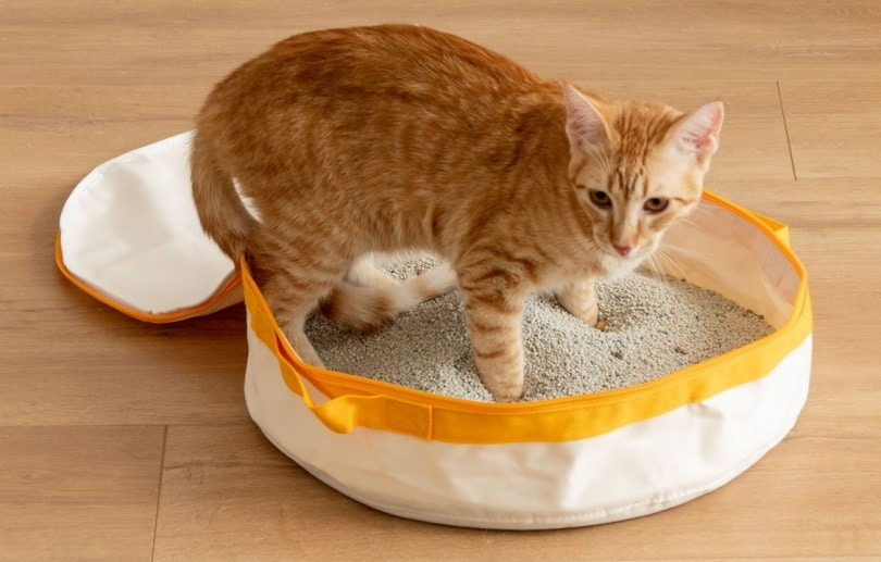 9 Best Travel Litter Boxes in 2026 - Reviews & Top Picks
