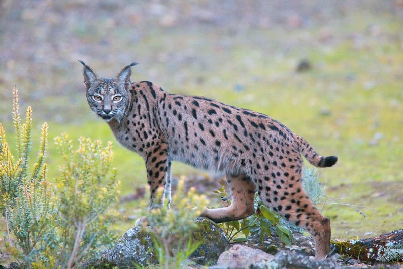 7 Most Endangered Feline Species in 2026: Vet Reviewed Facts & Pictures