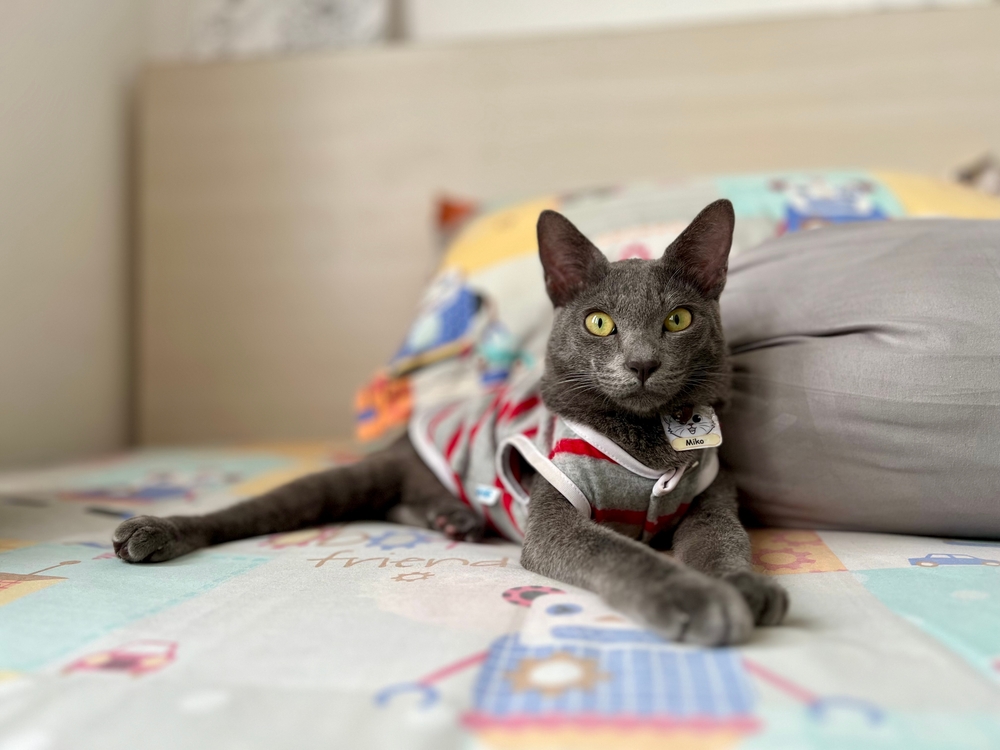 Indonesia’s Cat called Busok From Raas Island in Sumenep