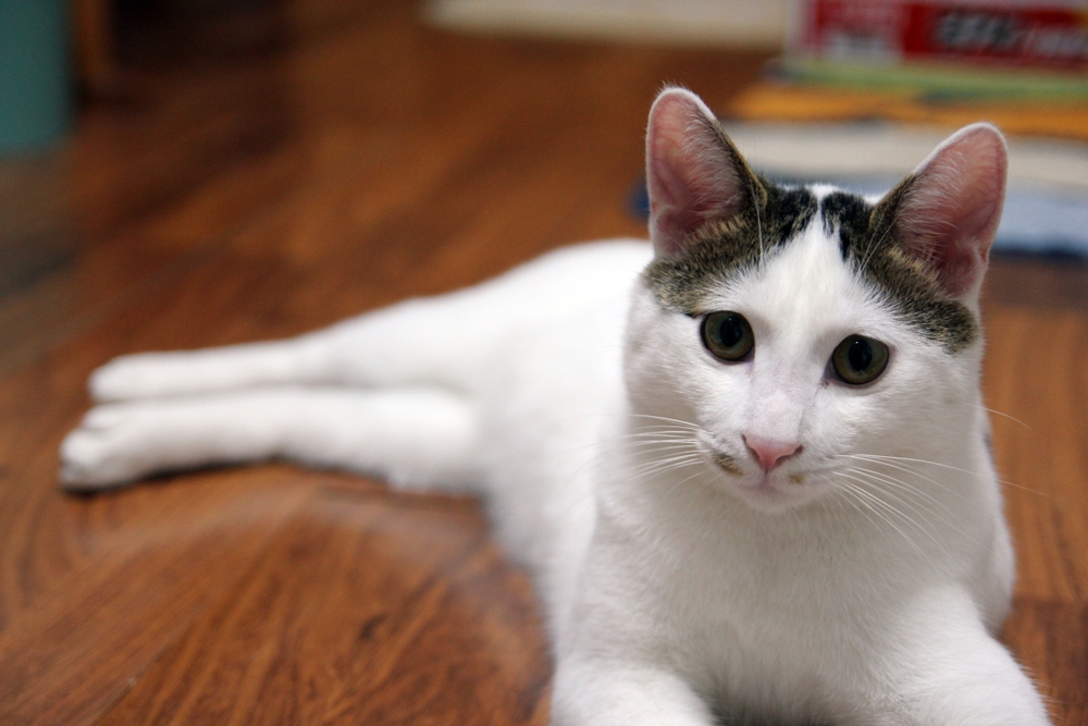 Are Japanese Bobtail Cats Hypoallergenic? Breed Facts & Alternatives