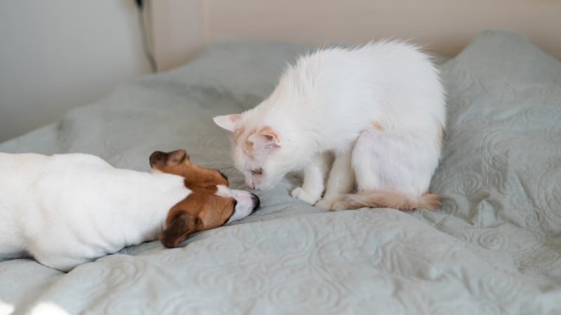 Can Cats Be Allergic to Dogs? Vet-Approved Facts & FAQ