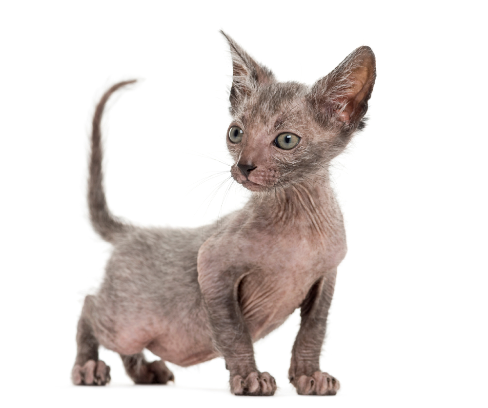 Kitten Lykoi or Werewolf cat against white background