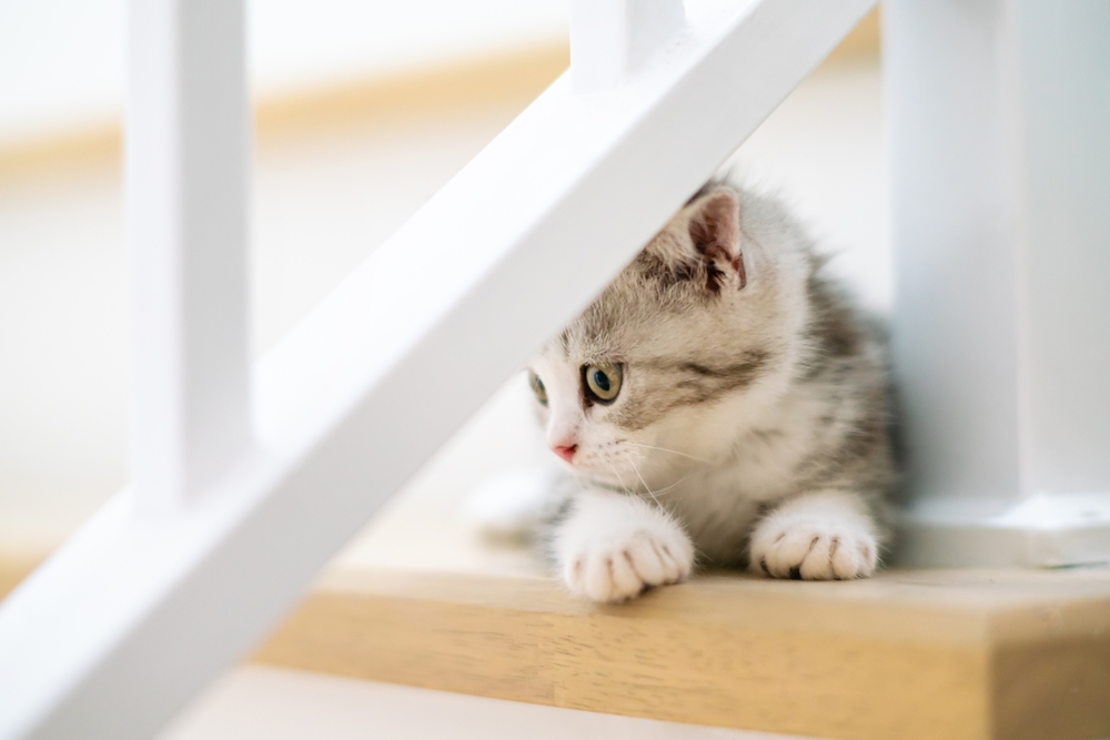 Kitten laying down on a stairs