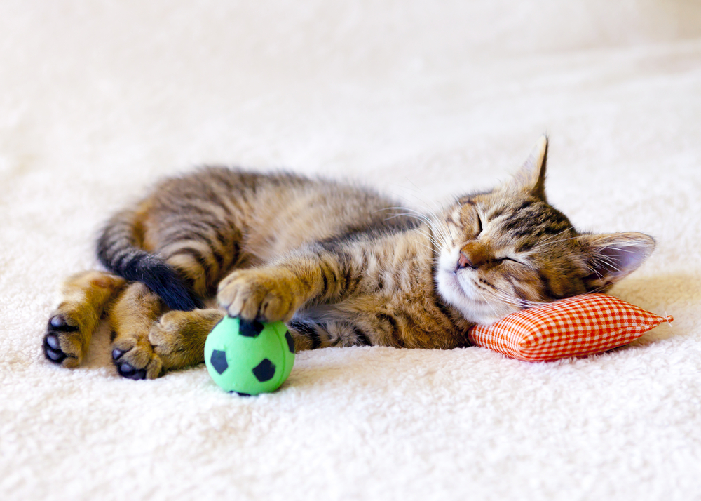 How Many Hours Do Kittens Sleep? Early Habits & Behaviors Explained (Vet-Verified Info)