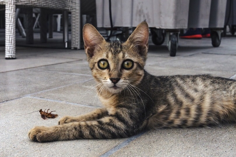 Do Cats Keep Bugs Away? Vet-Reviewed Facts