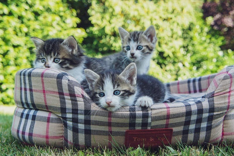 8 Best Cat Beds for Kittens in 2026 - Reviews & Top Picks