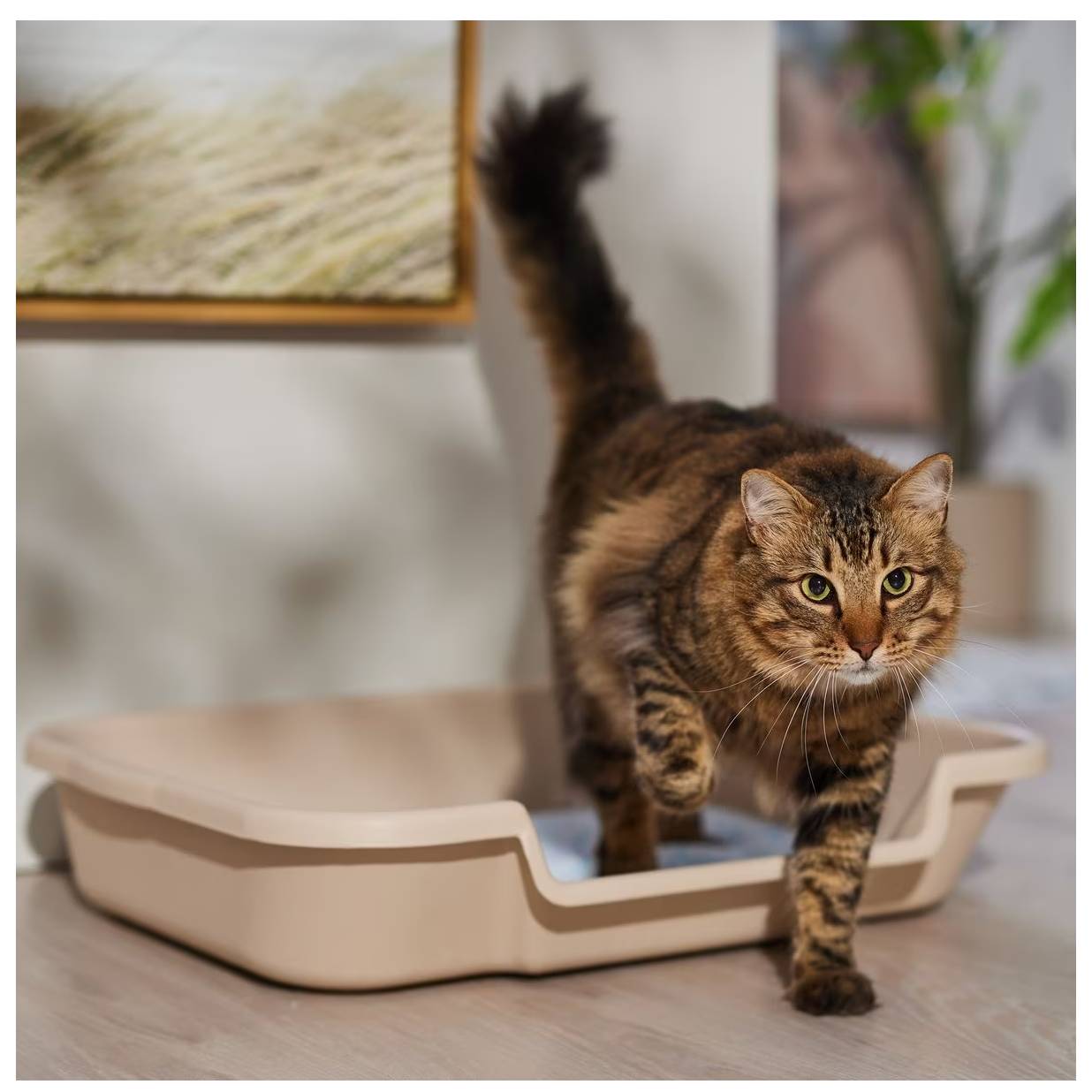 KittyGoHere Senior Cat Litter Box