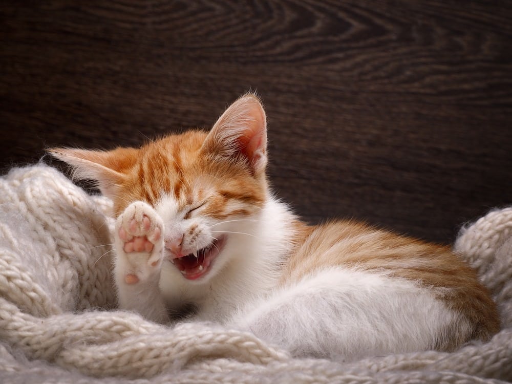 Can a Cat Laugh? Vet-Reviewed Scientific Facts & Information