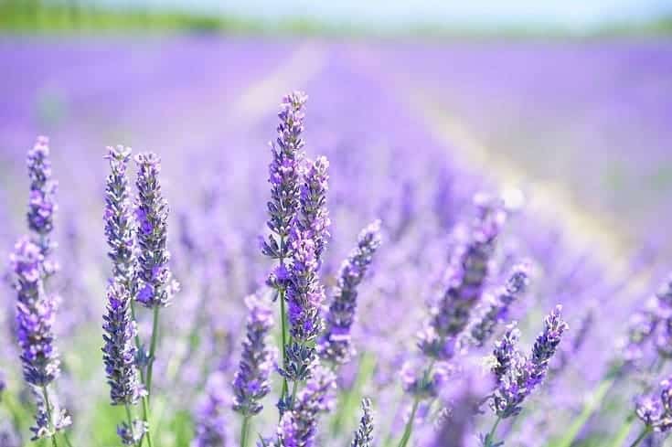 Does Lavender Calm Cats? Vet-Reviewed Facts & FAQ