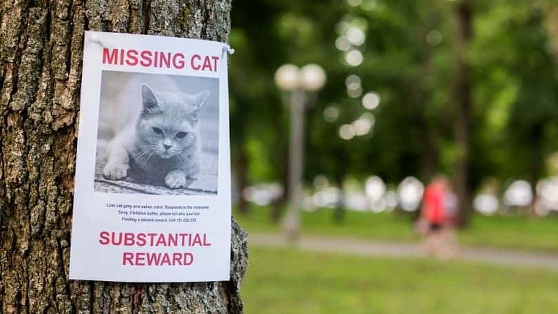 8 Missing Cat Poster Templates (& Useful Search Tips)