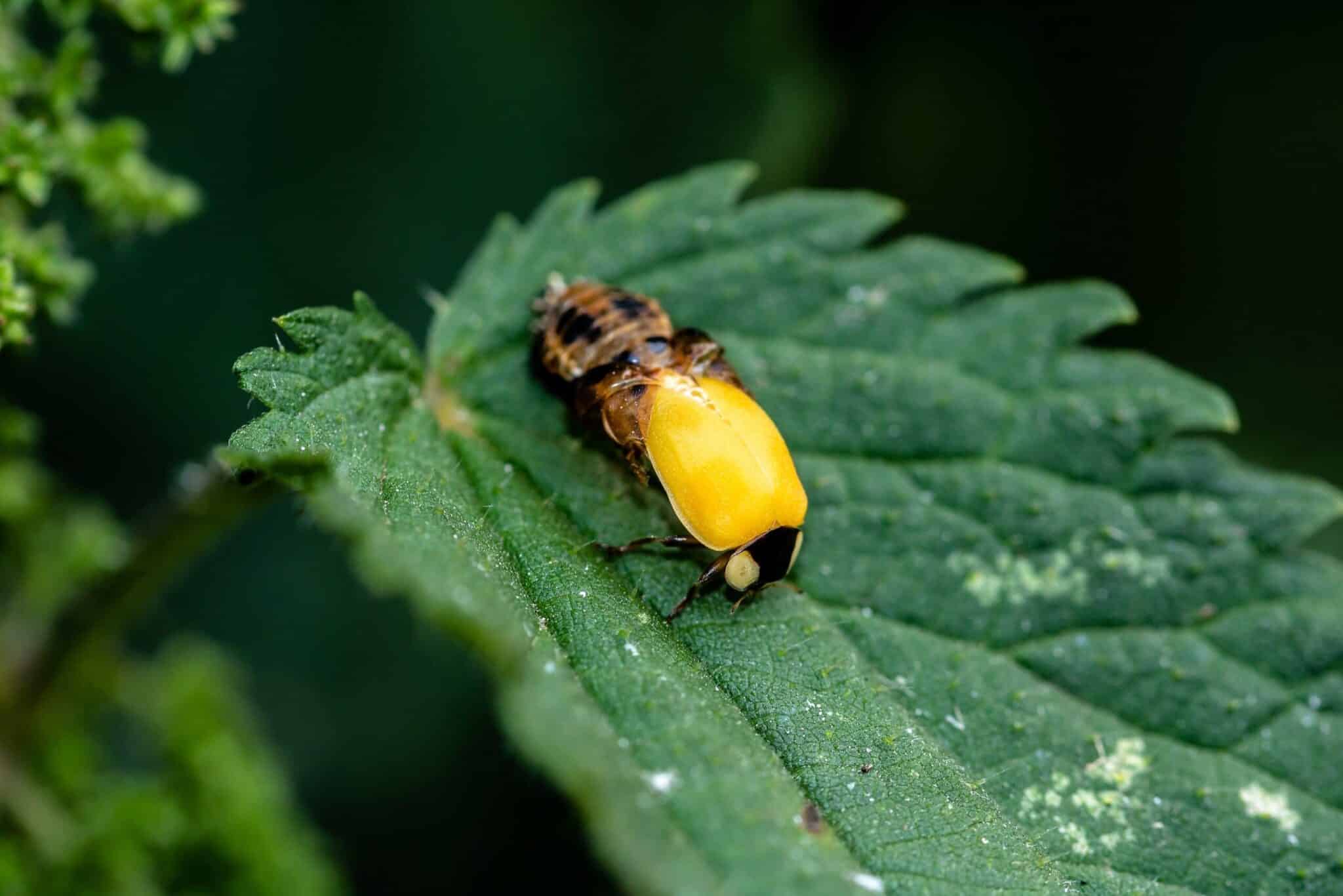 Are Lightning Bugs Poisonous to Cats? Vet-Reviewed Facts & FAQ