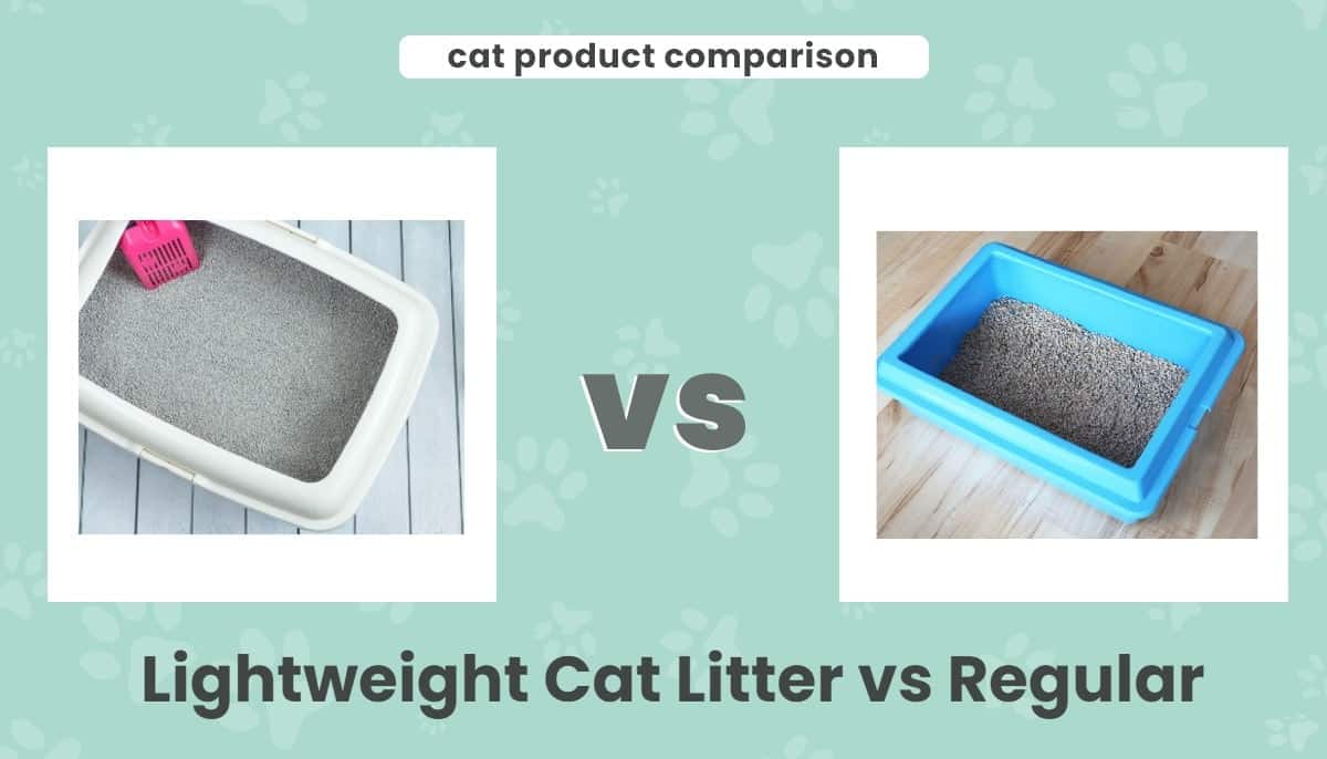 Lightweight Cat Litter vs Regular: Our 2026 Comparison
