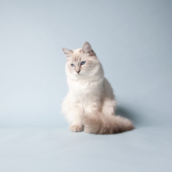 Lilac Cream lynx point Ragdoll cat