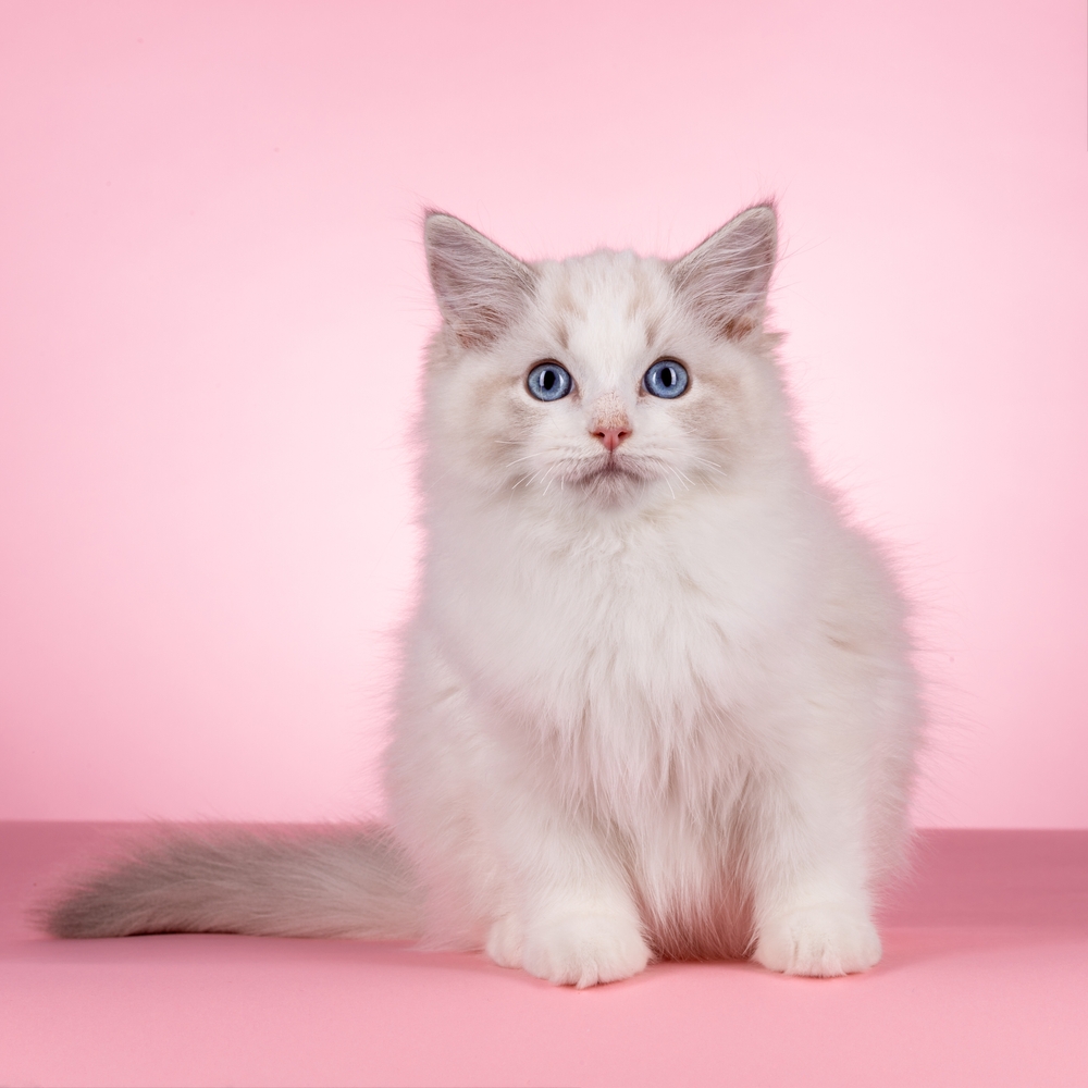 Lilac lynx point Ragdoll cat