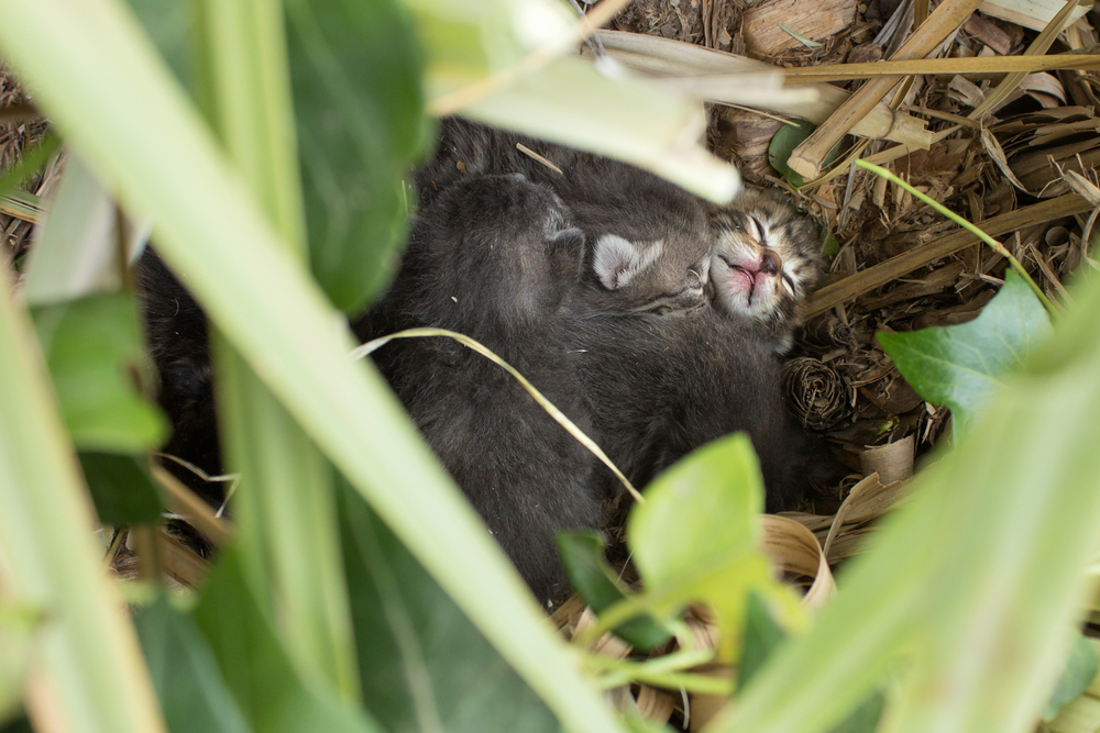 8 Tips for Finding a Lost Litter of Kittens (Vet-Approved Advice)