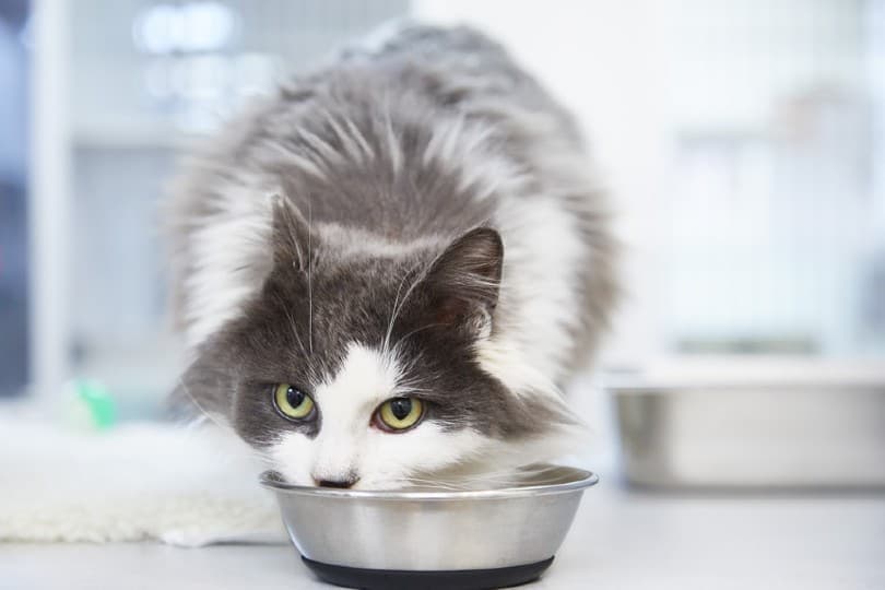 9 Best Stainless Steel Cat Bowls in 2026 - Reviews & Top Picks