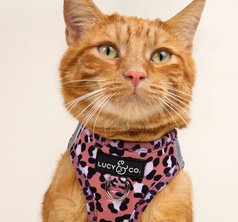 Lucy &amp; Co Wild Side Step-In Cat Harn