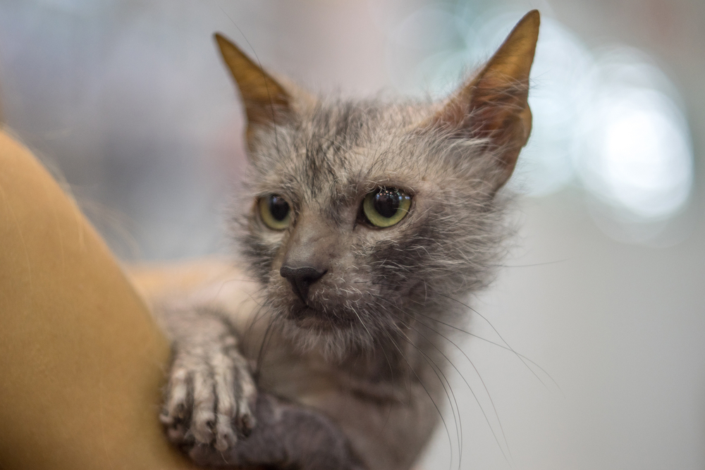 7 Incredible Lykoi Cat Facts For Every Feline Lover: Vet-Reviewed Info