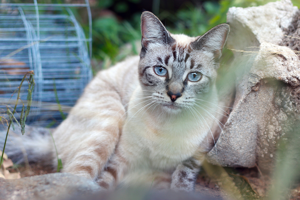 Lynx Point Siamese Cat with Blue Eyes Outdoor