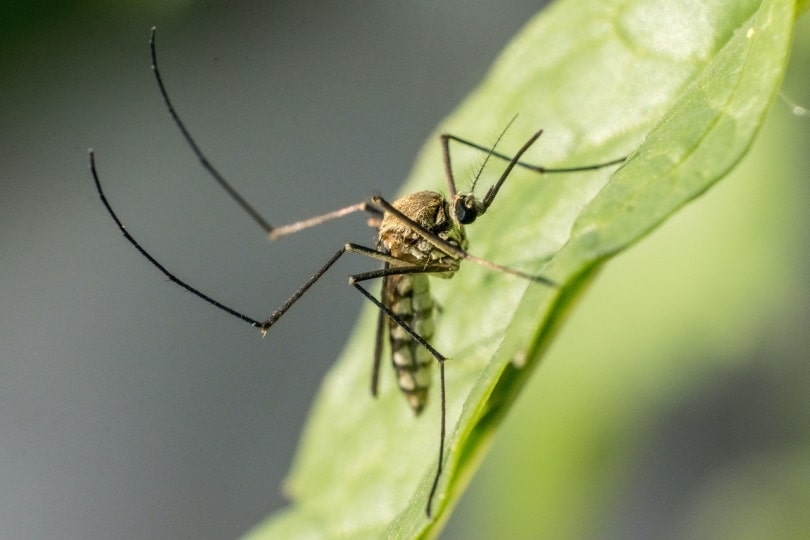 Can Cats Get Bitten by Mosquitos? Vet-Reviewed Risks & Preventions