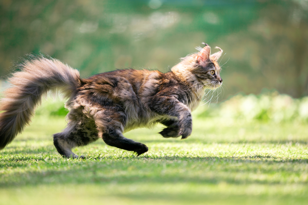 Do Cats Play Fetch? Trainable Breeds & Useful Tips