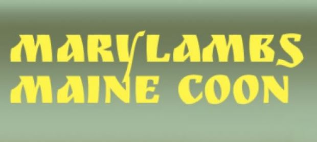 Maine Coon Logo