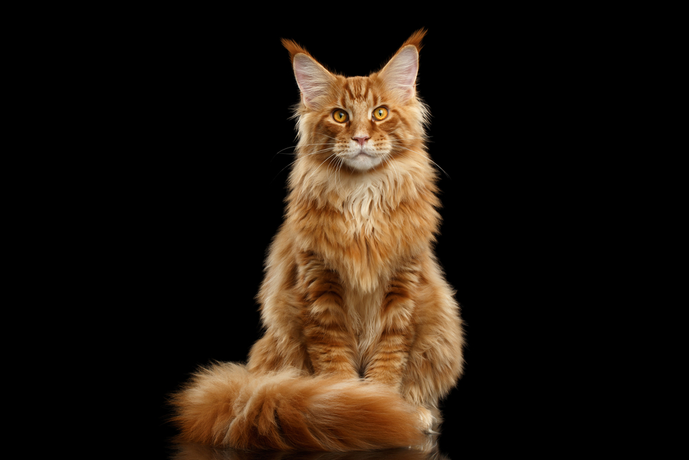 Maine Coon Cat Breed Info: Pictures, Info, Temperament & Traits