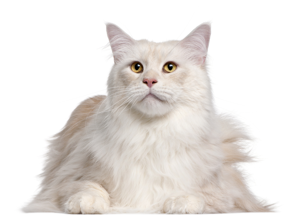 Maine Coon cat, 3 years old, in front of white background