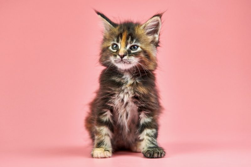 Maine coon tortoiseshell kitten